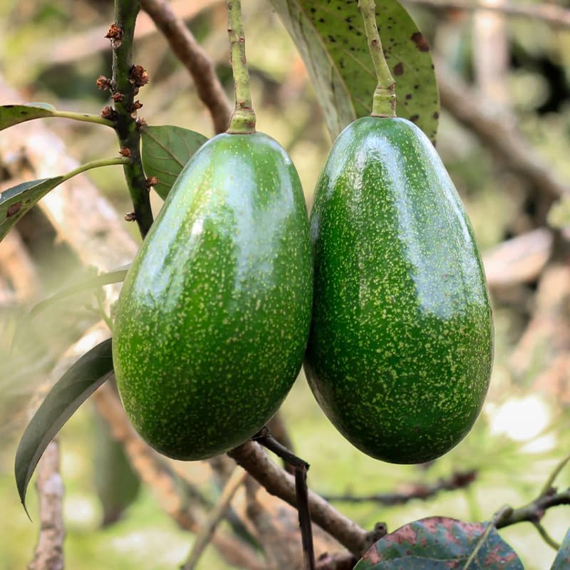 Avocado Tree Live Plant, Grafted Avocado Tree 3 Feet Tall in 3 Gallon Pot, Tropical Fruit Tree, Creamy Flavor