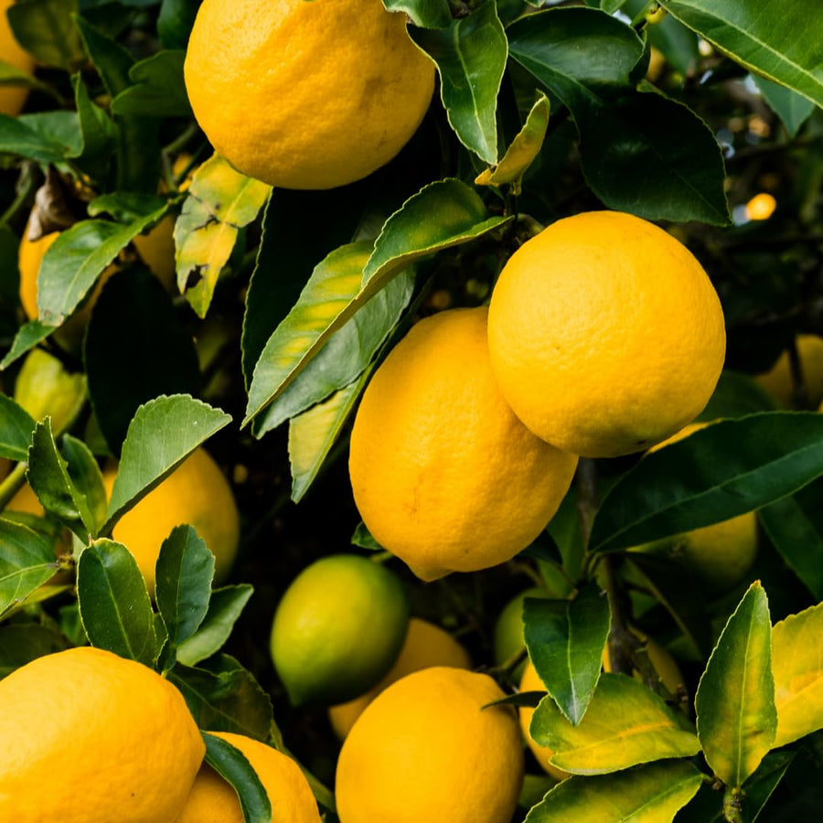 Live Lemon Tree Plant, Tropical Lemon Fruit, Dwarf Citrus Tree, 2-3 Inch Tall, Ready for Planting