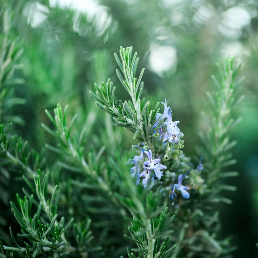 100 Count Rosemary Seeds, Culinary Herb for Garden, Patio, and Indoor Growing