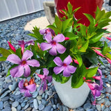 2 Blue Purple Mandevilla Live Plants, Mandevilla Flowering Vines Trellis, 4-9 Inch Tall Plants for Hanging Baskets, Container and Garden Growing