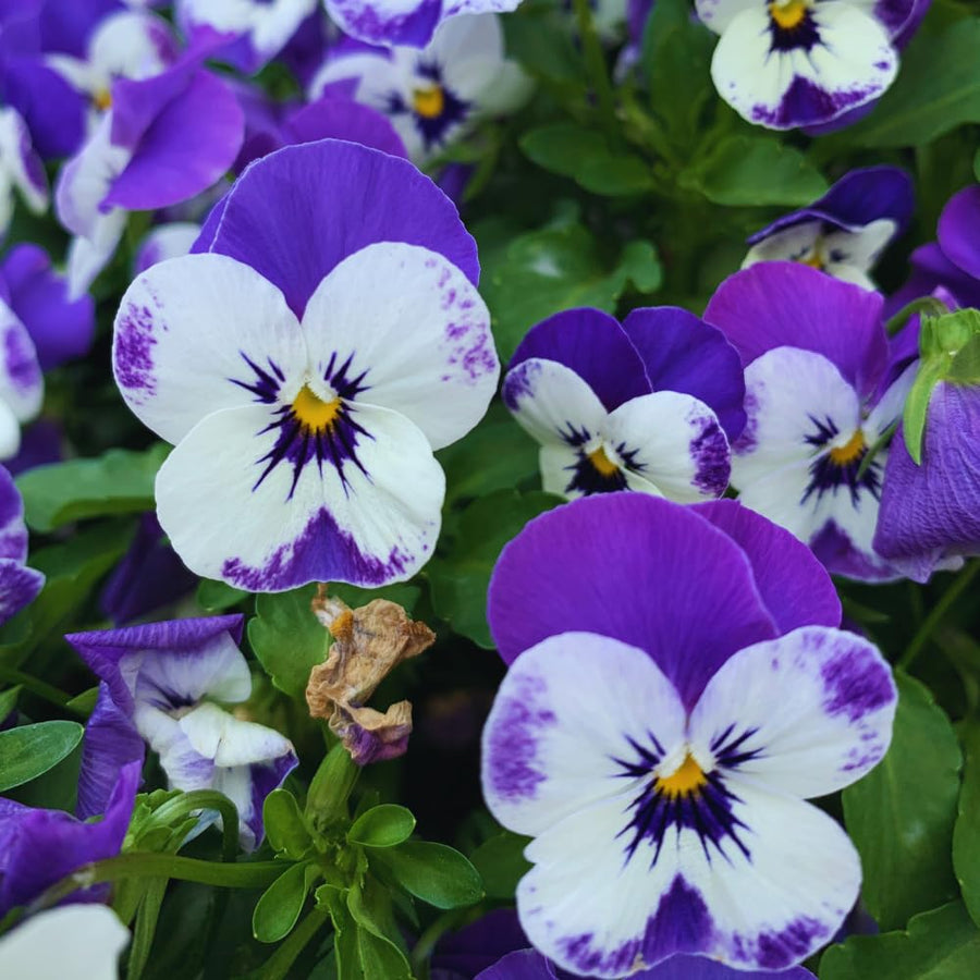3 Assorted Pansies Plants Live Potted, Pansy Plants Live, 4 to 6 Inc Tall Flower Gardening Indoor Outdoor