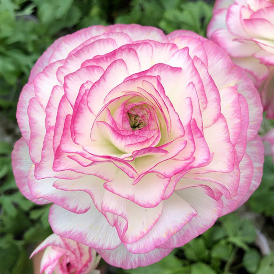Ranunculus Bulbs, 25 Ranunculus Bulbs, French Peony Style Buttercup Corms, Spring Blooming Garden Flowers, Vibrant Flower Plant (Rare Pink Ranunculus)