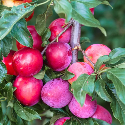 Set of 2 Wild Plum Trees Live Plants 1-2 Feet Tall, Plum Fruit Trees for Outdoor Garden Spring Growing, Cold Hardy, Dormant in Winter