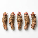 5 Rhubarb Roots for Planting, Bare Root Rhubarb Crowns, Hardy Perennial Vegetable Plants for Outdoor Garden Growing
