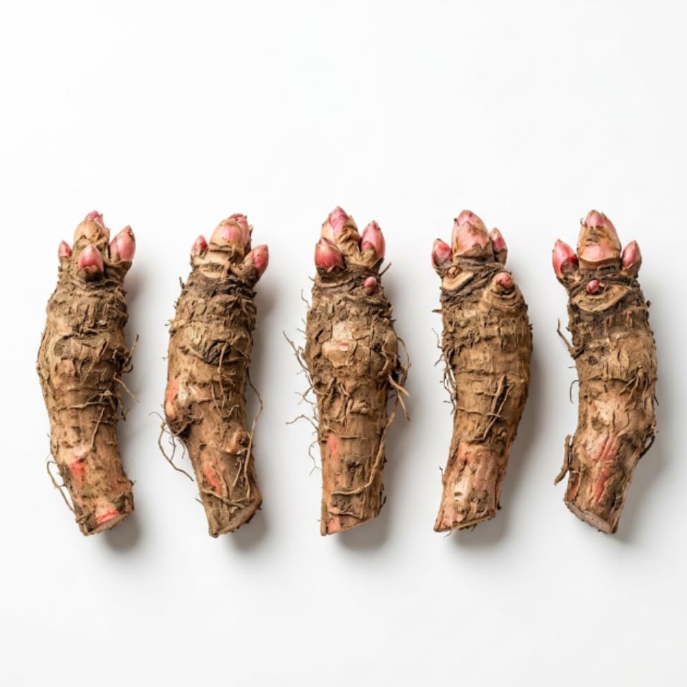 5 Rhubarb Roots for Planting, Bare Root Rhubarb Crowns, Hardy Perennial Vegetable Plants for Outdoor Garden Growing