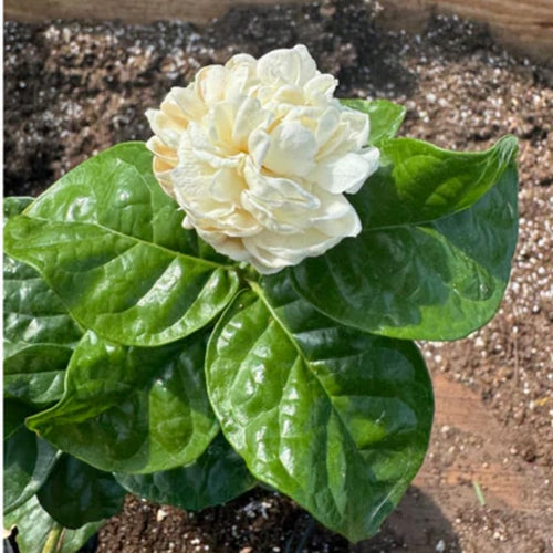 2 Jasmine Plants Live, Duke of Tuscany Jasmine Tree Live Plant Plugs Size, Fragrant White Flower, 2-3 Inches in Tall, No Pot, Fast-Growing