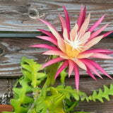 Pink Epiphyllum Orchid Cactus Plant, 4 Inc Potted, Fishbone Cactus Plant
