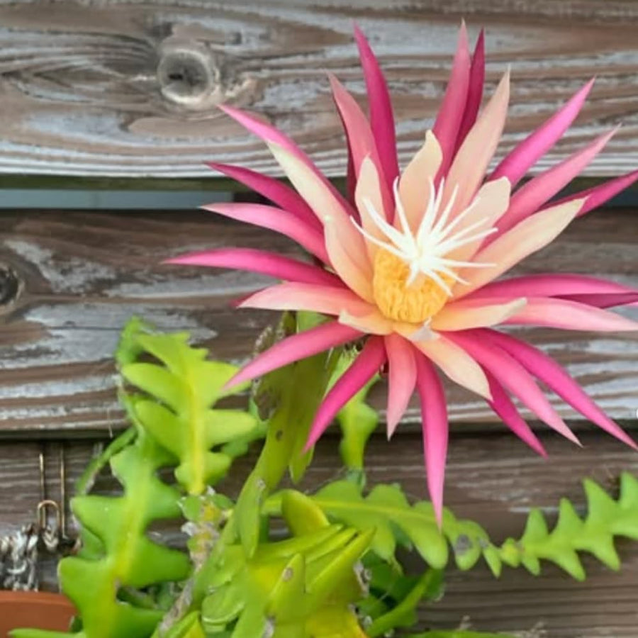 Pink Epiphyllum Orchid Cactus Plant, 4 Inc Potted, Fishbone Cactus Plant