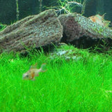 100 Aquarium Grass Seeds for Planting, Freshwater Aquarium Ground Cover Seeds, Fast-Growing Fish Tank Plants, Aquatic Plant Seeds