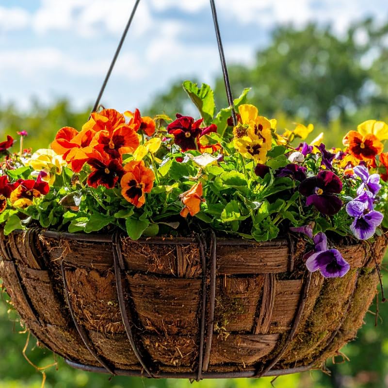 Set 3 Mix Pansy Plants, Hardy Cool-Season Annuals, Vibrant Pansy Ready to Grow Indoor Outdoor 3-5 Inches