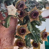 Live Starfish Cactus Plant, Well Rooted Indoor Plant, Starfish Flower Cactus, 2" Pot, 4-8 Inch Tall