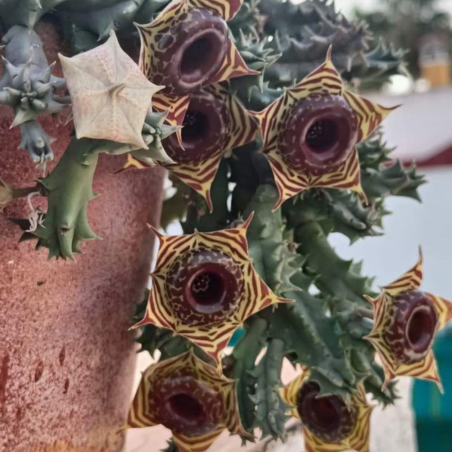 2 Starfish Cactus Plant 2 Inc Pot, Cactus Succulent Well Rooted 4-8 Inch Tall for Indoor Planting
