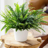 10 Lady Fern Rhizomes, Hardy Perennial Fern Plants for Garden, Fast-Growing Ferns Starter Roots