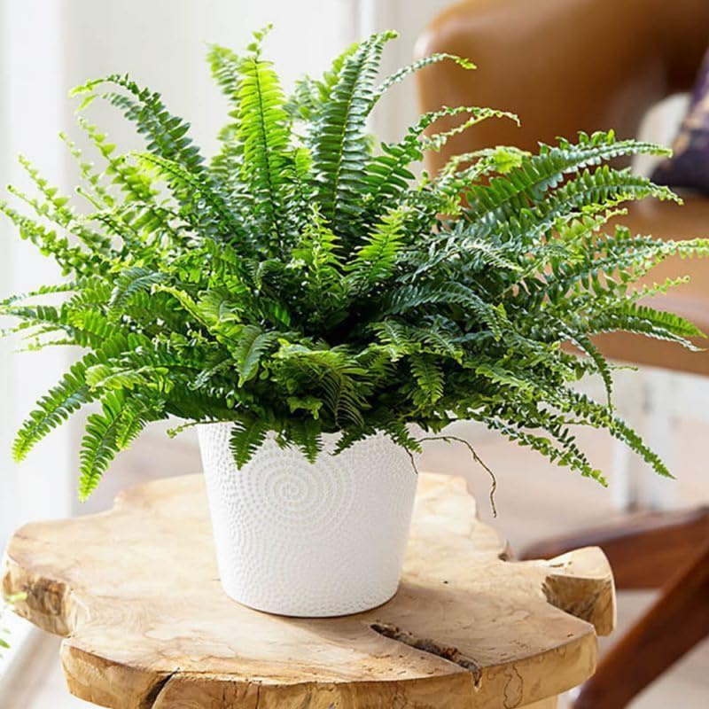10 Lady Fern Rhizomes, Hardy Perennial Fern Plants for Garden, Fast-Growing Ferns Starter Roots