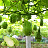 Live Chayote Squash Plant, Green Chayote Squash, Vegetable Plant Live, 8 to 10 Inches Tall for Outdoor Garden