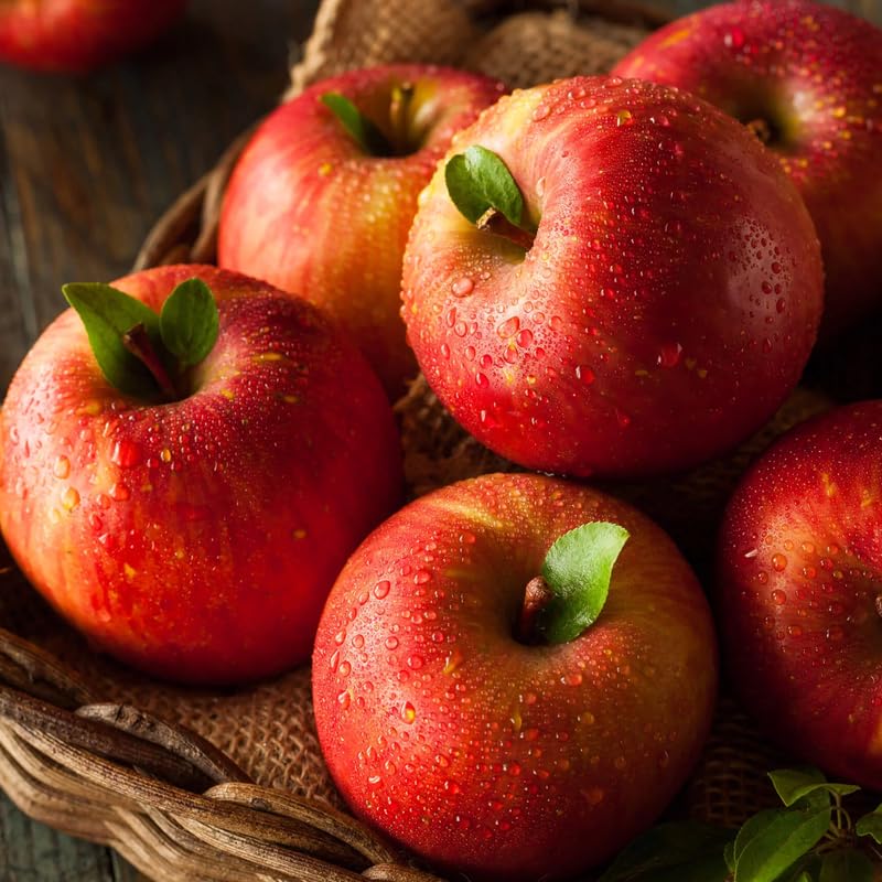 Honey Crisp Apple Tree Live Plant Bareroot 2-3 Feet Tall, Red Apple Plant Live for Planting, Live Apple Tree Plant, Apple Fruit Tree