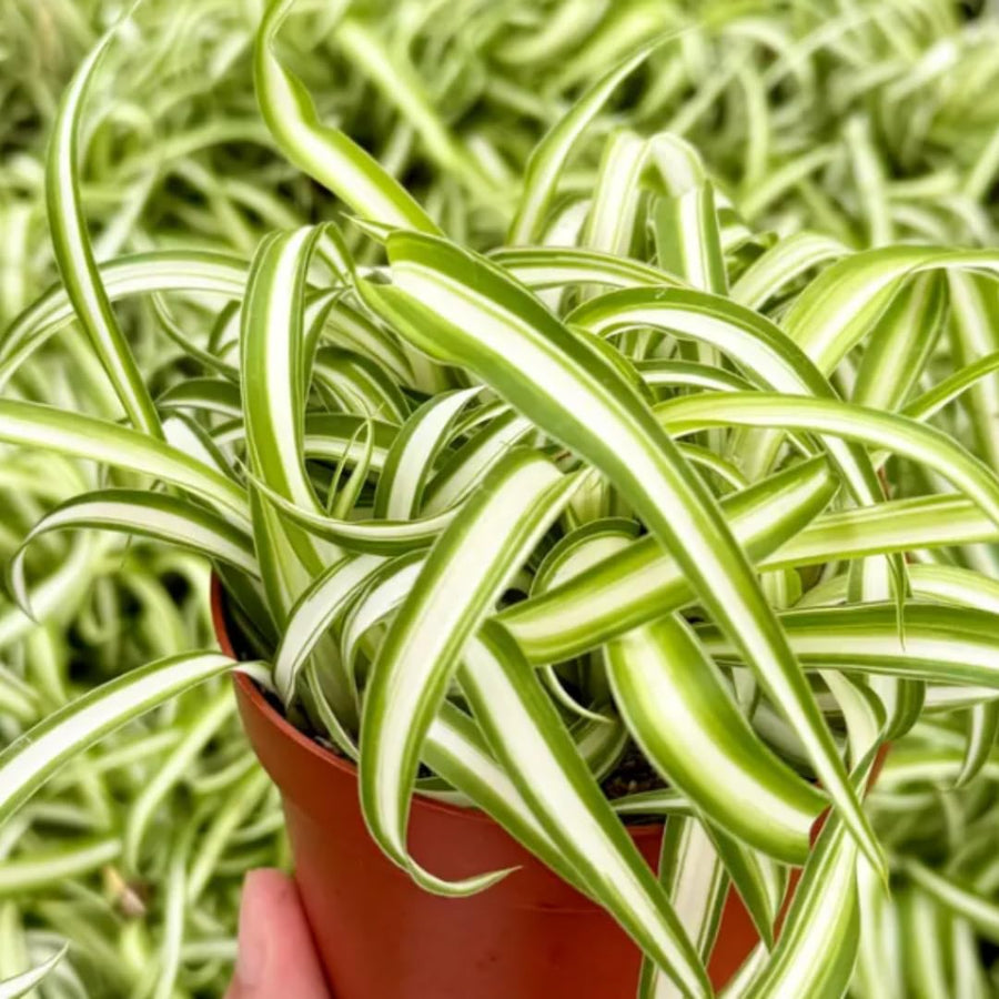 Live Variegated Spider Plant, Curly Spider Houseplant, 2-4 Inches Tall, No Pot, Well Rooted for Growing