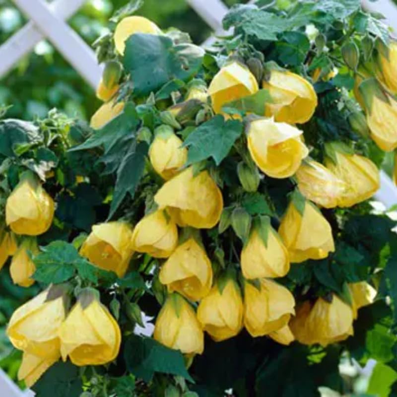 3 Abutilon Plants Live to Grow 5 to 9 Inch Tall, Lantern Abutilon Flowering Live Plants, Ornamental Abutilon Well Rooted Plug (Orange Abutilon Plants)