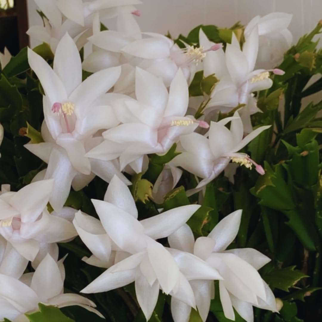 White Christmas Cactus Plant Live Christmas Cactus, Holiday Cactus Live Plant, 4 Inc Pot