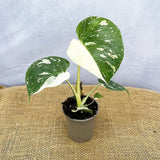 Monstera Plant Live, Rare Tropical Monstera Well Rooted, Live Philodendron Indoor Houseplant 4-8 Inches Ready to Grow (Variegated White Monstera)