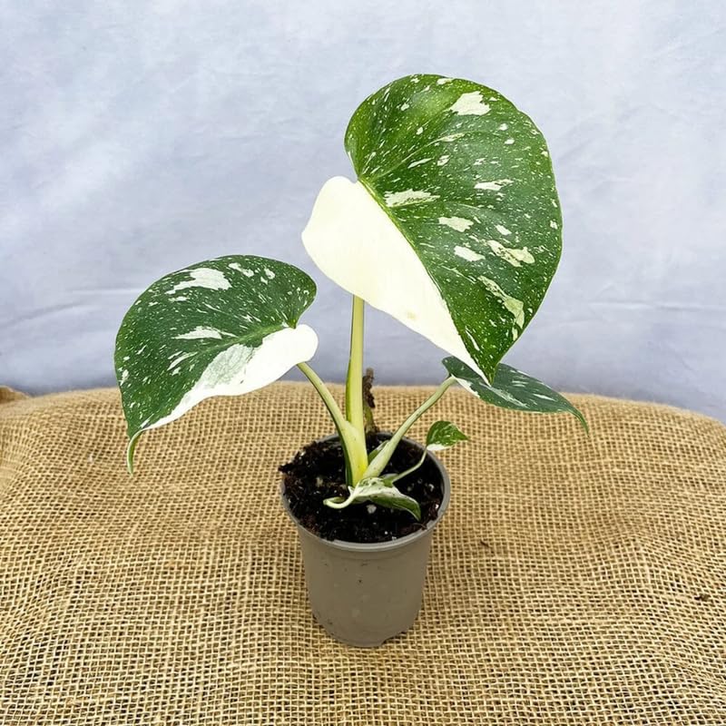 Monstera Plant Live, Rare Tropical Monstera Well Rooted, Live Philodendron Indoor Houseplant 4-8 Inches Ready to Grow (Variegated White Monstera)