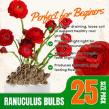 25 Red Large Ranunculus Bulbs for Planting, Ranunculus Corms, Buttercup Flower Bulbs Spring Fall Growing