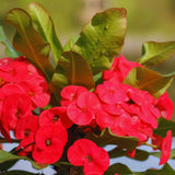 Red Crown of Thorns Plant Live, Crown of Thorns Live Plant, 4 Inc Potted, Perennial Succulent Plant Live