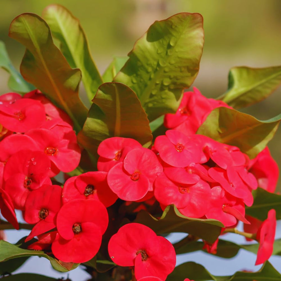 Red Crown of Thorns Plant Live, Crown of Thorns Live Plant, 4 Inc Potted, Perennial Succulent Plant Live