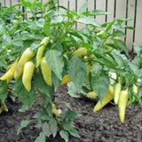 Set 2 Pepper Sweet Banana Plants Live, 90 Days Old Pepper, Sweet to Mild Heat, No Pot
