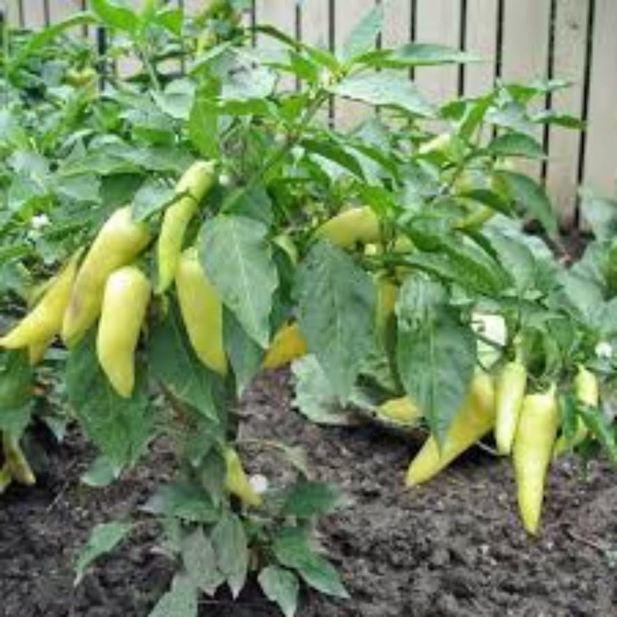 Set 2 Pepper Sweet Banana Plants Live, 90 Days Old Pepper, Sweet to Mild Heat, No Pot
