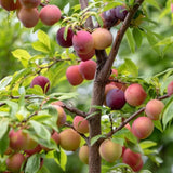 Wild Plum Tree Live Plant Seedling, 12 to 18 Inches in Tall, 1-2 Year Old Well-Rooted for Outdoor Planting, No Pot