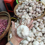 1 LB Jumbo Size Mixed Garlic for Planting in Spring, Softneck Hardneck Garlic Bulbs for Planting, Fresh and High Yield, Cold Hardy, Fast-Growing, 5-6 Bulbs Garlic