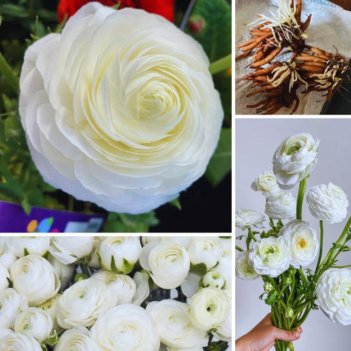 25 White Large Ranunculus Bulbs for Planting, Ranunculus Corms, Buttercup Flower Bulbs Spring Fall Growing