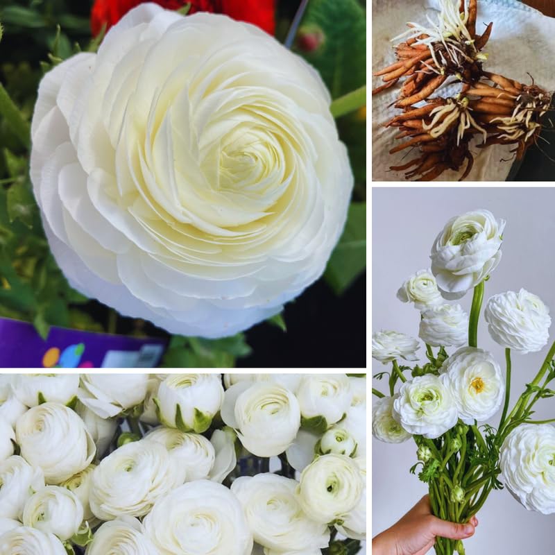 25 Large Ranunculus Bulbs for Planting, Ranunculus Corms, Buttercup Flower Bulbs Spring Fall Growing
