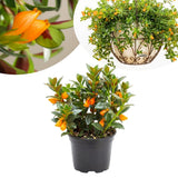 Goldfish Plants Live in 4 Inches Pot, Orange Goldfish Flower Plant, Live Houseplants Succulent for Hanging Basket, Well Rooted, 4-7 Inches Tall