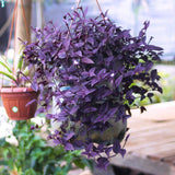 Purple Wandering Jew Plant Live, Tradescantia Zebrina Plants, 4 Inch Pot for Growing