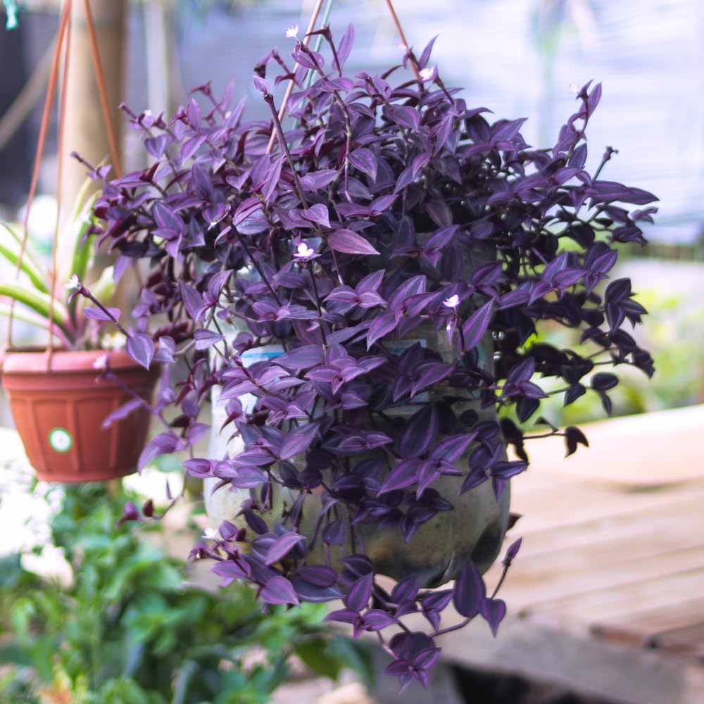 Purple Wandering Jew Plant Live, Tradescantia Zebrina Plants, 4 Inch Pot for Growing