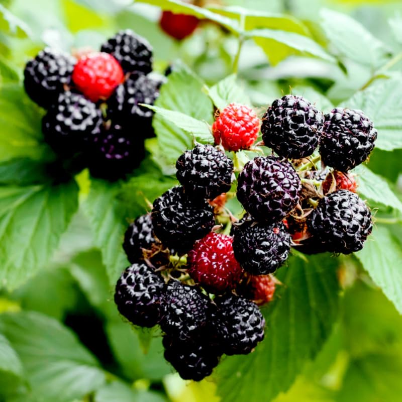 1 Black Raspberry Plant Live for Planting, Potted 20-30 Inch Tall, Black Raspberry Bushes Live Plant, Sweet Raspberry Fruit Trees