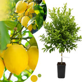 Lemon Tree Live Plant, 3-4 Feet Tall Grafted Citrus Tree, Hardy Yellow Lemon Fruit Tree for Outdoor Planting