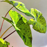 Alocasia Plant Live, Rare Elephant Ear Plant Indoor in 4 Inch Pot, Tropical Foliage, Compact Houseplant for Office, Room and Home Décor - Spotted
