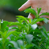 Set 2 Stevia Plants Live, 4 Inc Pot, Herb Plant for Outdoor Garden
