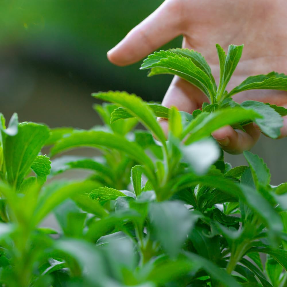 Set 2 Stevia Plants Live, 4 Inc Pot, Herb Plant for Outdoor Garden