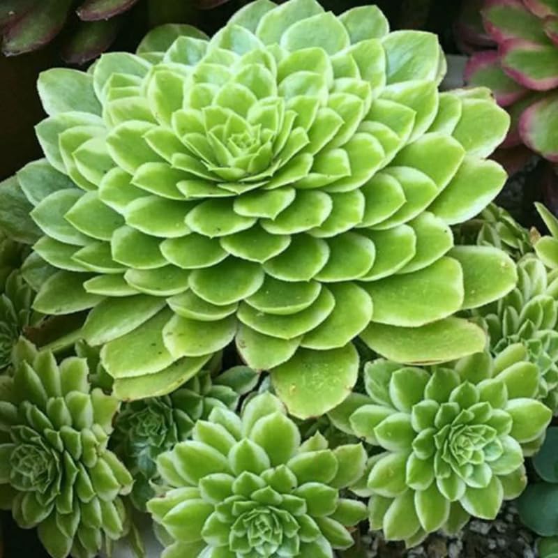 Ice Aeonium Succulent Plant Live in 2" Pot, Rosette Succulent, Easy Indoor Outdoor Plant