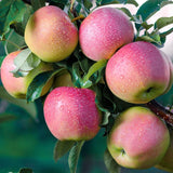 1 Pink Apple Tree Live Plant, Pink Apple Plant Live for Planting, 2-3 Feet Tall, Bareroots, Live Apple Tree Plant, Sweet Apple Fruit Tree