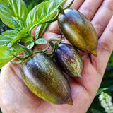25 Grape Tomato Seeds, Vibrant Tomato Plant Seeds for Planting Outdoor Garrden