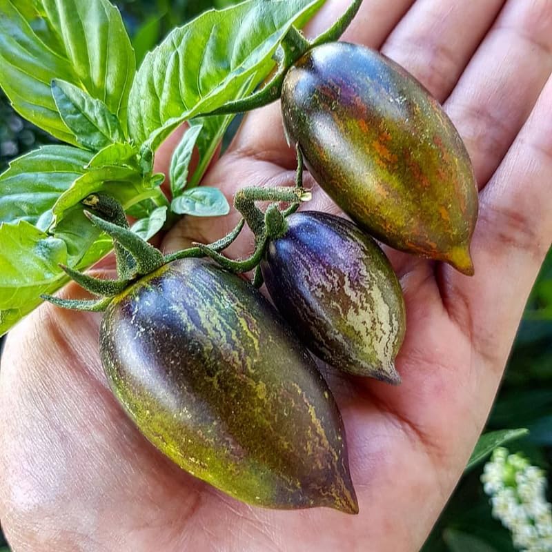 25 Grape Tomato Seeds, Vibrant Tomato Plant Seeds for Planting Outdoor Garrden