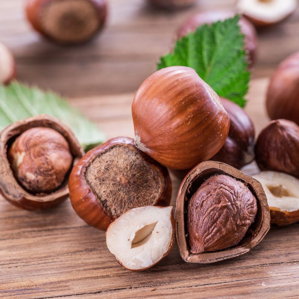 Set 2 Hazelnut Plant Live Shrub 6-10 Inches Tall, Hazelnut Tree in Quart Pot, Fast Growing Nut Tree for Outdoor Garden and Yard, Dormant in Winter