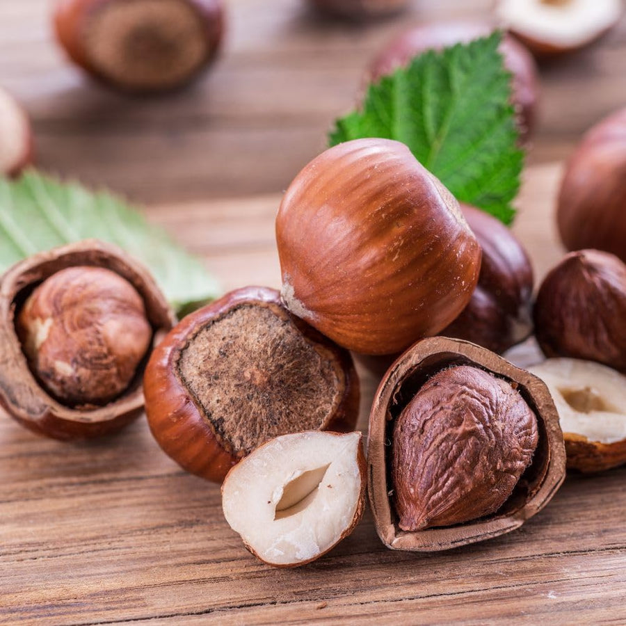 Set 2 Hazelnut Plant Live Shrub 6-10 Inches Tall, Hazelnut Tree in Quart Pot, Fast Growing Nut Tree for Outdoor Garden and Yard, Dormant in Winter