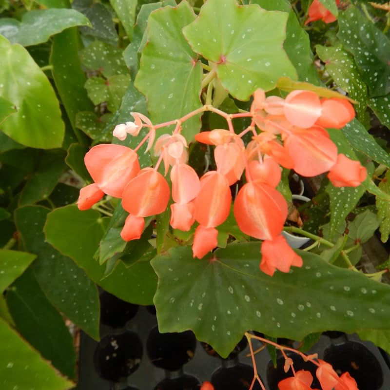 Angel Wing Begonia Live Plant, Polka Dot Begonia Maculata Plants, 4-7" Starter Indoor Outdoor Houseplant Décor, Air-Purifying and Easy Care, Unique Foliage Begonia