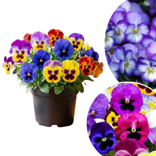 Pansy Plant Live in 4 Inch Pot, Random Pansy Live Plant, Vibrant Flower Plant for Outdoor Indoor Garden, 4-5'' Tall, Ready to Grow